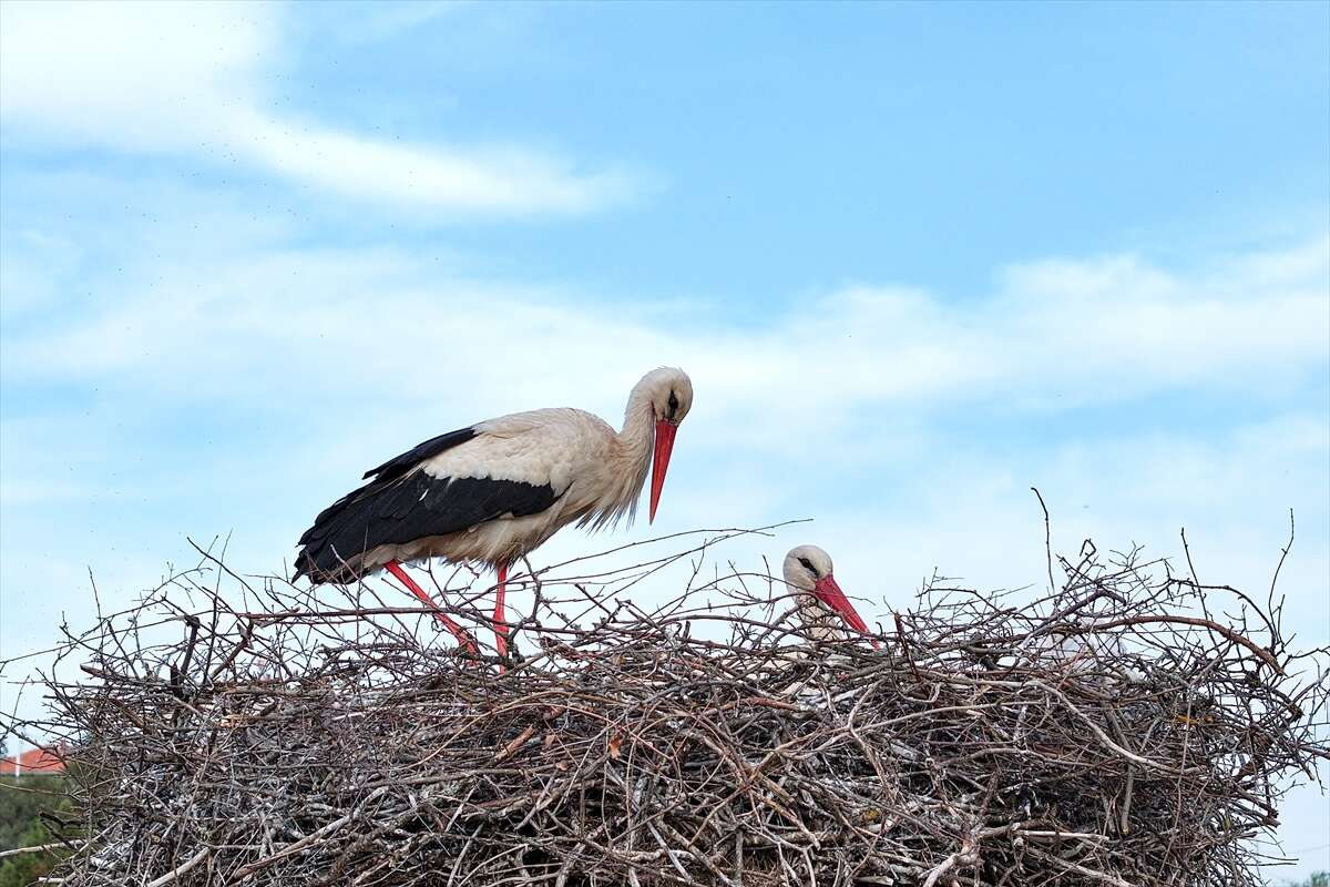 Konya’da doğanın en zarif nöbeti! Leylekler Vadisi’nde kuluçka heyecanı 17